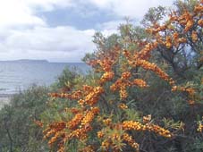 Sanddorn - Bug bei Dranske