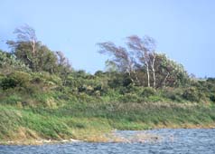 Dranske auf Wittow - Windfl�chter