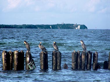 Glowe Knigshrn - Kormorane