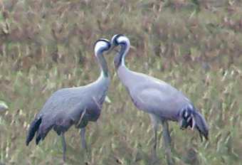 Insel Rgen Ummanz - Kraniche