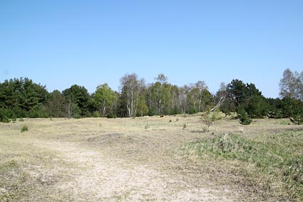 Landschaft in Prora auf R�gen