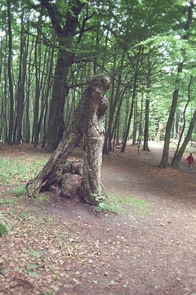 Herthabuche - Stubbenkammer Insel Rgen