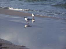 Schaabe - zwei M�wen