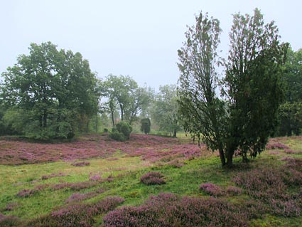 Lneburger Heide