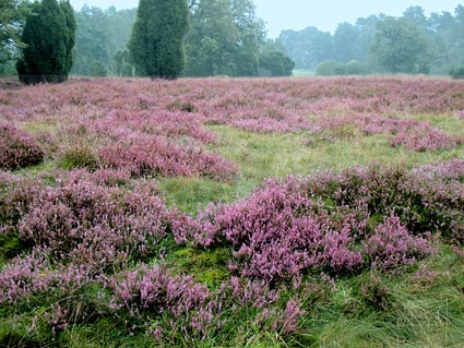 Lneburger Heide