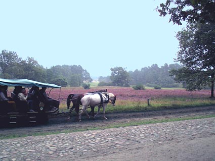 Lneburger Heide