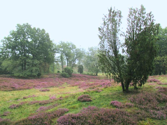 die Lneburger Heide