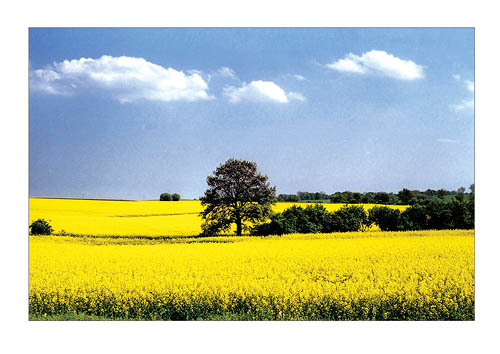 Ansichtskarte Postkarte  Allgemein AL 04 - Rapsfeld