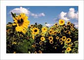 Sonnenblumen