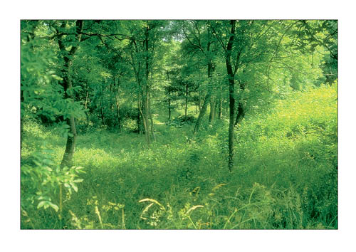 Ansichtskarte Postkarte  Allgemein Landschaft AL 13