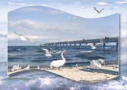 Ansichtskarte Postkarte  Allgemein AW 02 - Ostsee mit Schw�nen